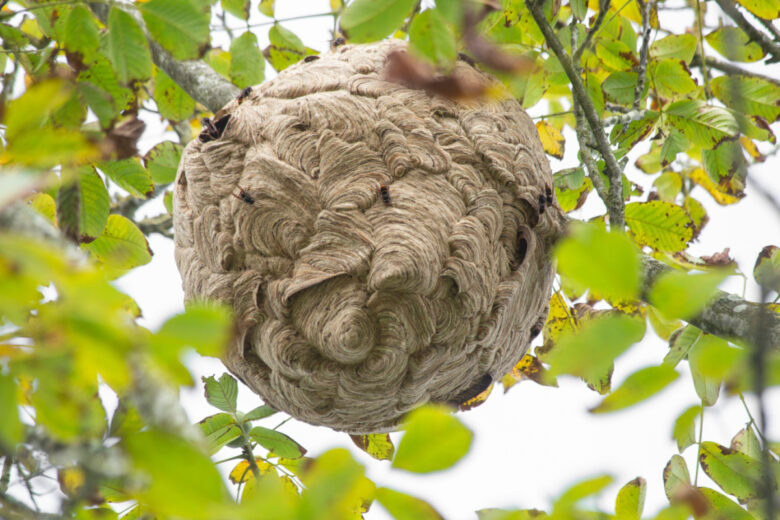 Un nid de frelons asiatiques.