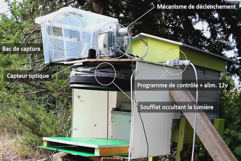 L'invention d'un piège qui capture sélectivement et systématiquement les frelons asiatiques détectés à l'entrée de la ruche.