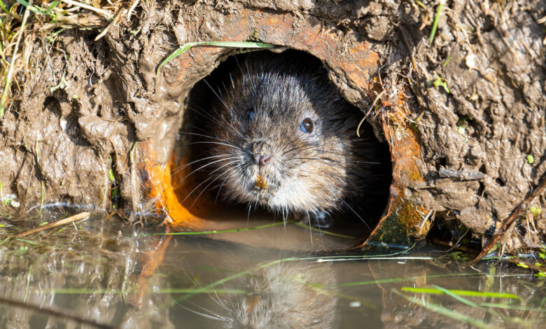 Une invention pour capturer les rats taupiers.