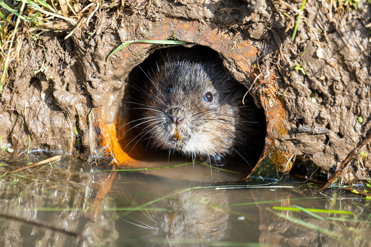 Une invention pour capturer les rats taupiers.