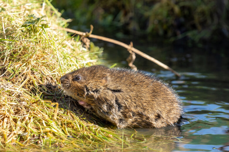 Une innovation pour capturer les rats taupiers.