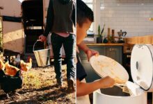 Une poubelle qui transforme les déchets alimentaires en alimentation pour les poules.