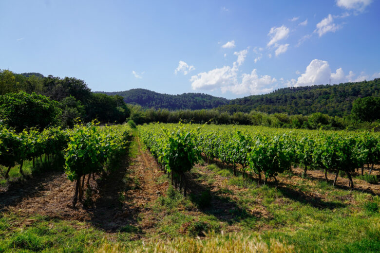 Château Palmer, un vin de garde et d'exception