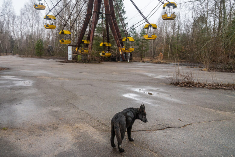 Tchernobyl a fait muter les chiens errants restés sur place.