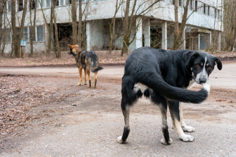 La mutation génétique des chiens errants de Tchernobyl.