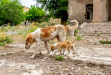 Les chiens mutants de Tchernobyl