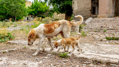 Les chiens mutants de Tchernobyl