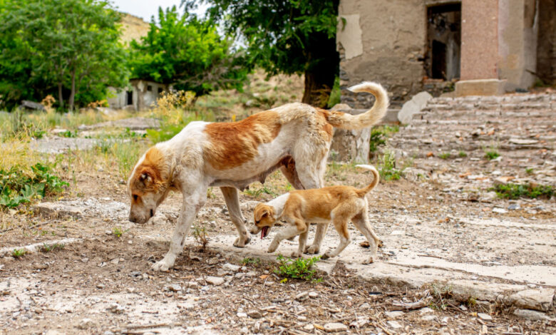 Les chiens mutants de Tchernobyl