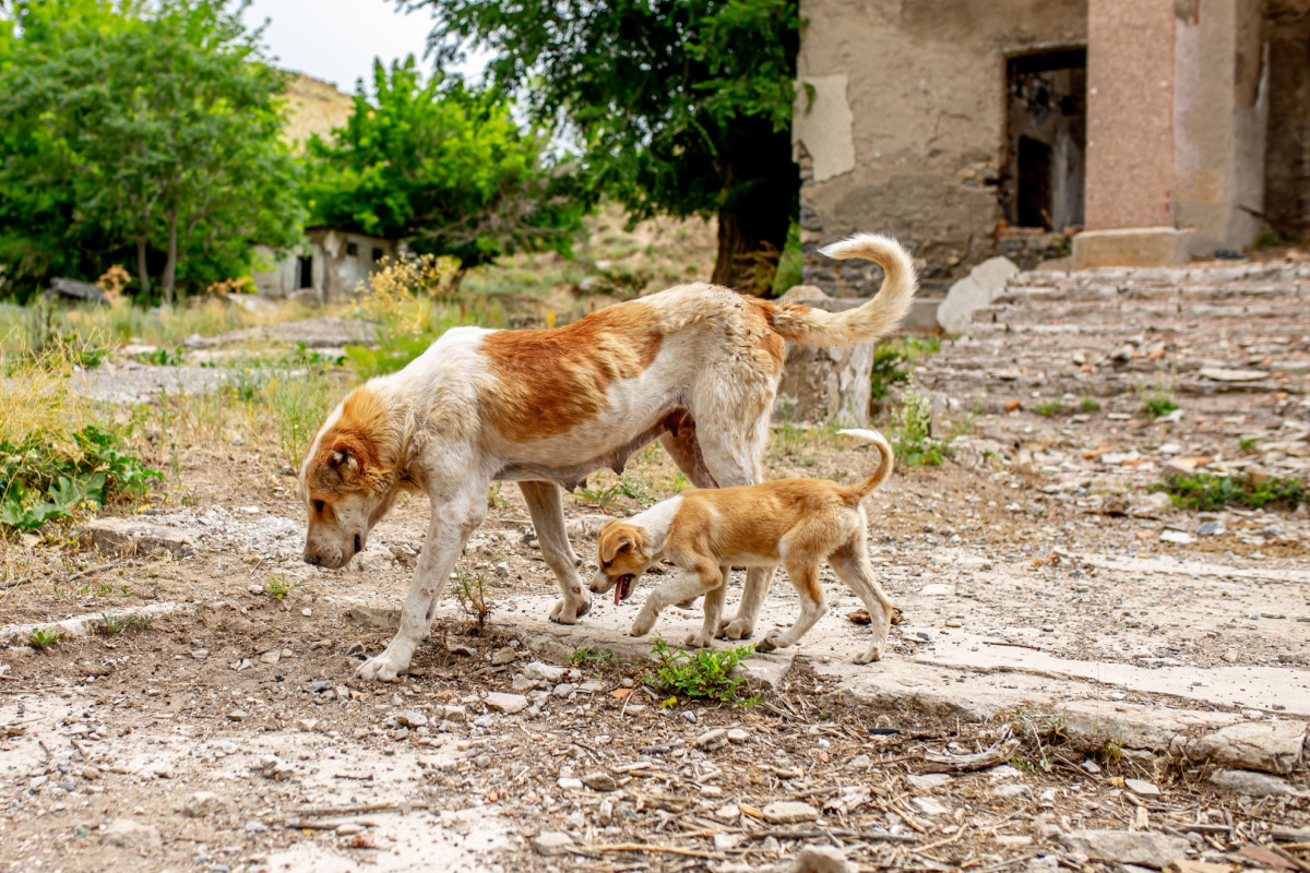 Les chiens mutants de Tchernobyl