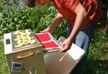 L'invention d'un séchoir solaire pour déshydrater les fruits et les légumes afin de les conserver plus longtemps.