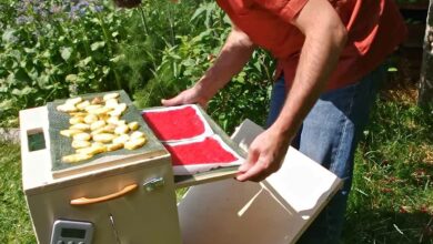 L'invention d'un séchoir solaire pour déshydrater les fruits et les légumes afin de les conserver plus longtemps.