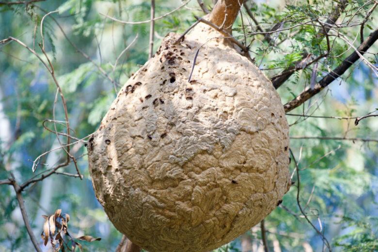 Un gros nid de frelons asiatiques. 