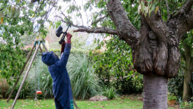 Comment se former pour devenir chasseur de frelons asiatiques ?