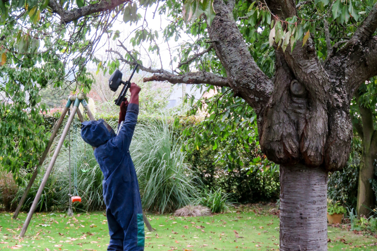 Comment se former pour devenir chasseur de frelons asiatiques ?