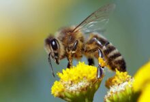 Une abeille européenne, (Apis mellifera)