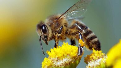 Une abeille européenne, (Apis mellifera)