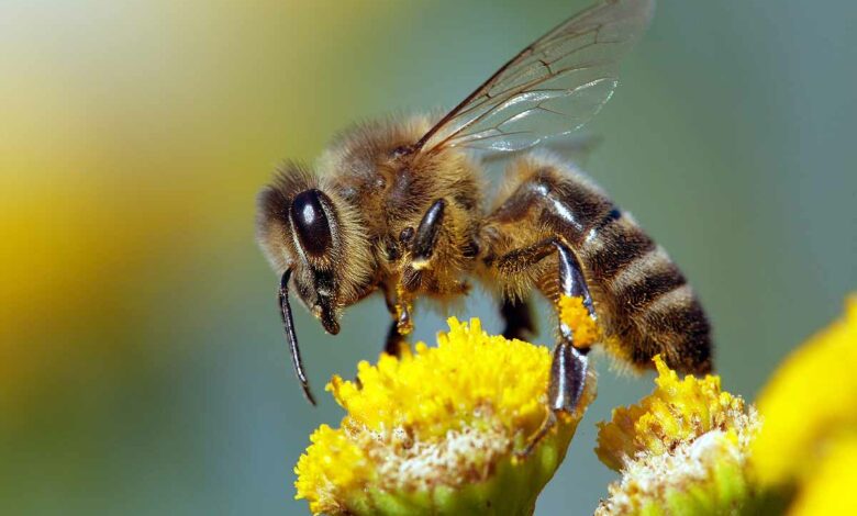 Une abeille européenne, (Apis mellifera)