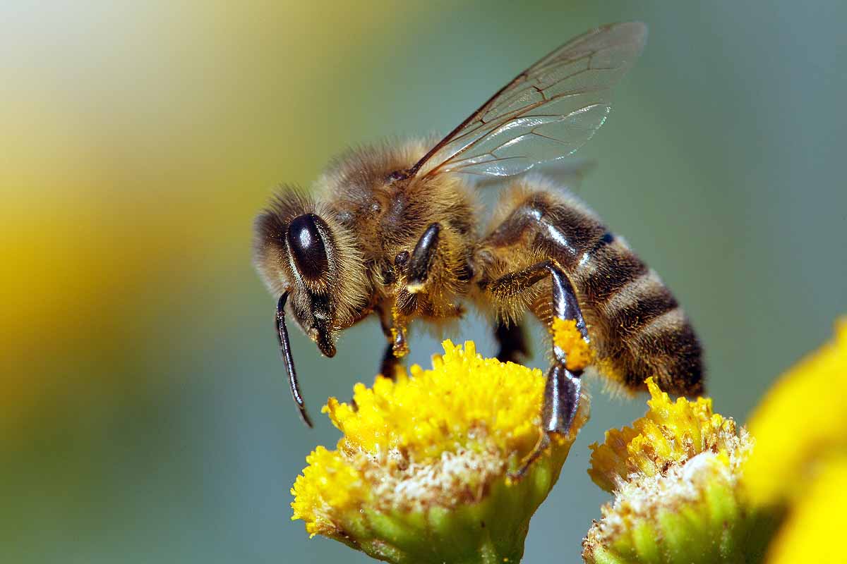Une abeille européenne, (Apis mellifera)