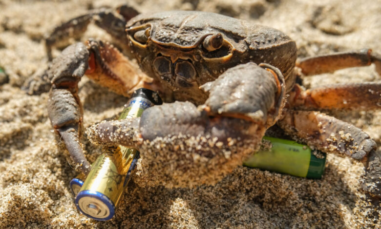 L'invention d'une batterie rechargeable bon marché à base de carapace de crabes.