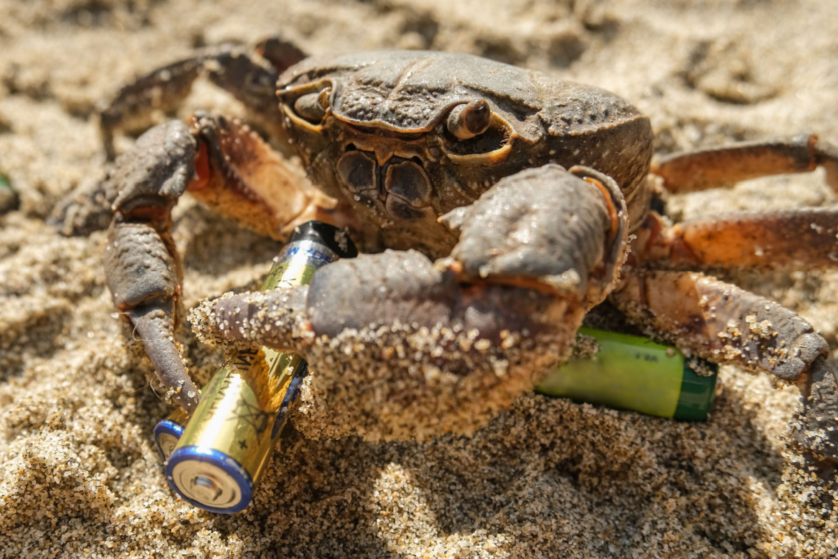 L'invention d'une batterie rechargeable bon marché à base de carapace de crabes.