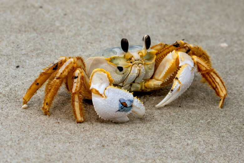 Une anode innovante à base de coquilles de crabes.