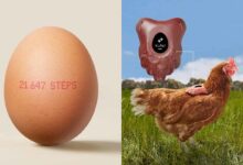 Une entreprise invente un compteur de pas pour certifier l'élevage en plein air de ses poules pondeuses.