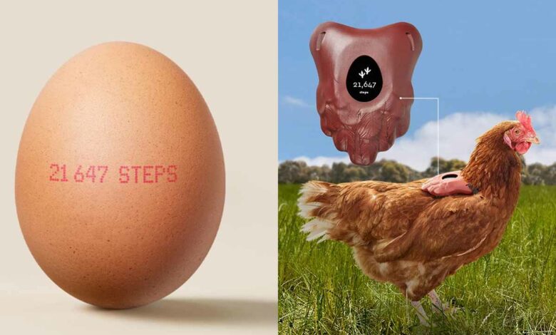 Une entreprise invente un compteur de pas pour certifier l'élevage en plein air de ses poules pondeuses.