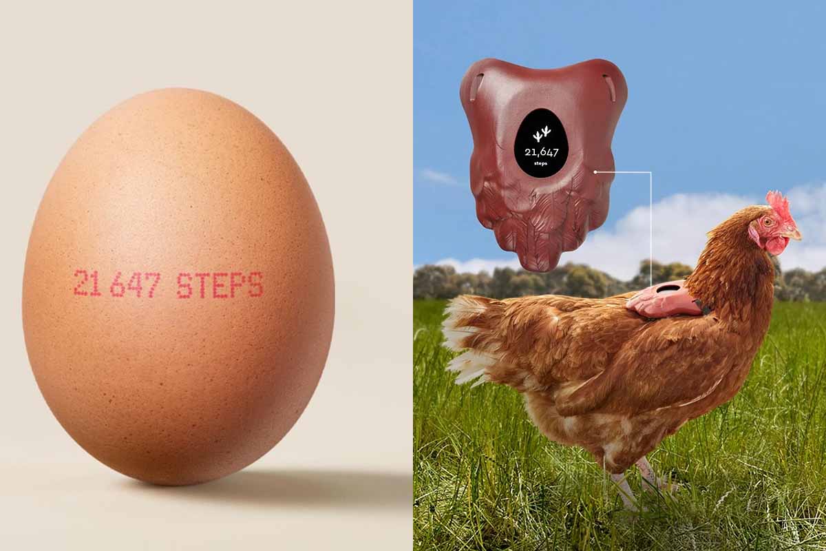 Une entreprise invente un compteur de pas pour certifier l'élevage en plein air de ses poules pondeuses.