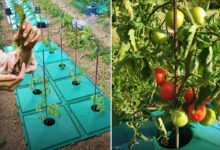 Une invention qui permet de réaliser une économie d’eau de 40 %.