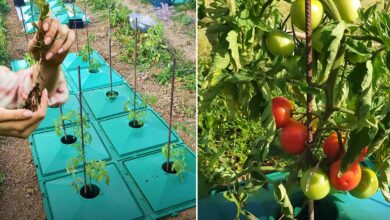 Bioclimakit : l'invention d'un lombricomposteur à enterrer qui permet de  composter ses biodéchets en appartement - NeozOne