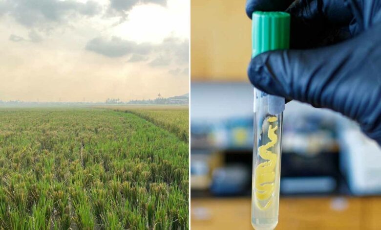 Produire de l'énergie à partir de l'air avec des enzymes.