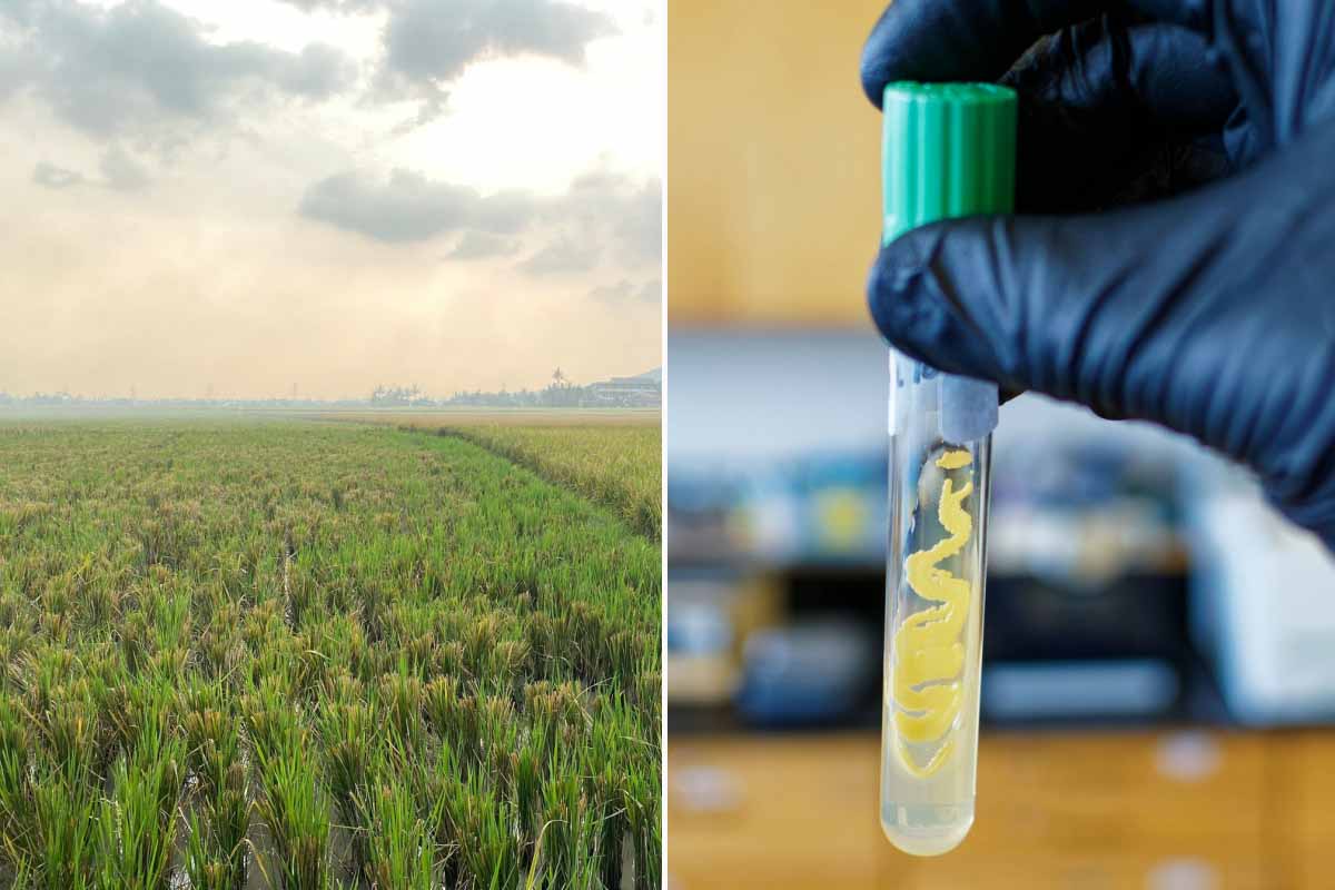 Produire de l'énergie à partir de l'air avec des enzymes.