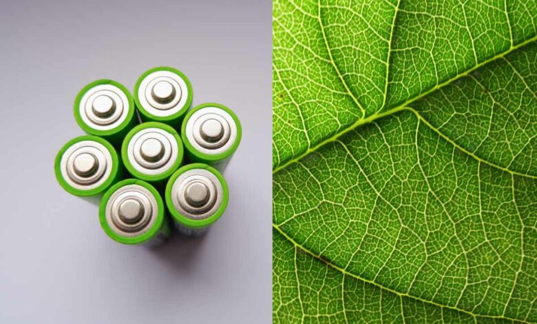 Angus Chang, senior de la Northfield Mount Hermon School, a inventé une feuille artificielle, une batterie durable de microalgues et de métal en suspension dans de l'hydrogel.