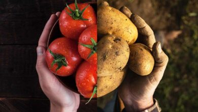 L'invention d'un hybride tomate et pomme de terre.