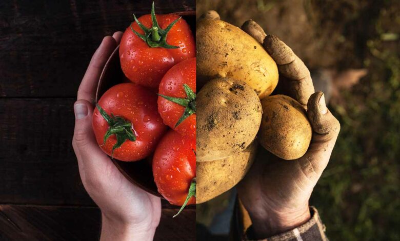 L'invention d'un hybride tomate et pomme de terre.