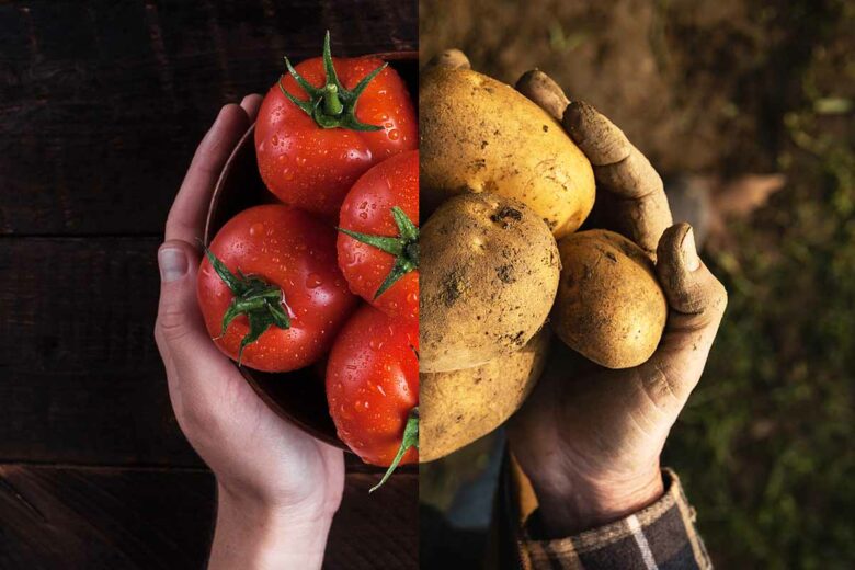 L'invention d'un hybride tomate et pomme de terre.