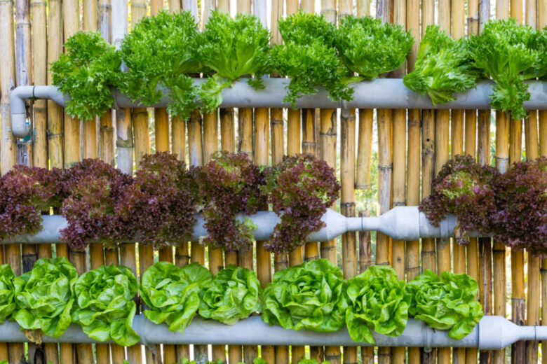 Le jardin vertical, une invention aux bénéfices nombreux.