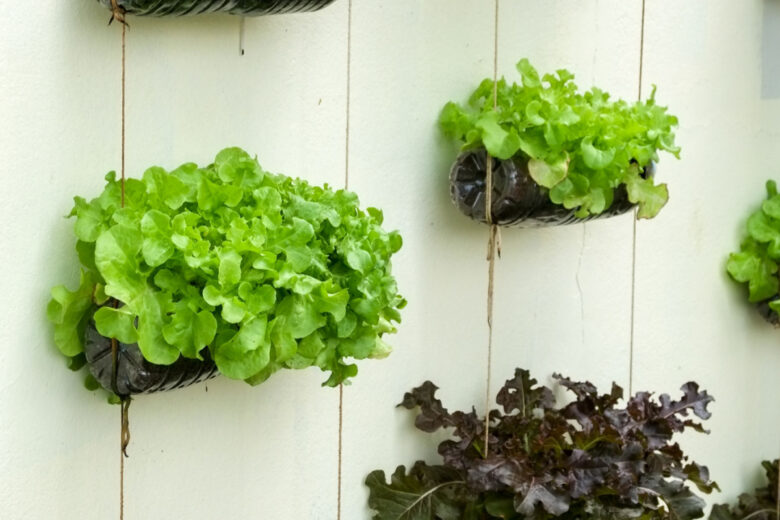 Un jardin potager vertical peut être installé à l'intérieur d'une maison.