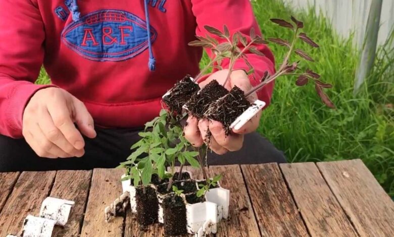 « Faire ses semis est désormais très simple et le démoulage des jeunes plants aussi ! Légumes, fleurs, fruits… proche de 100 % de réussite. »