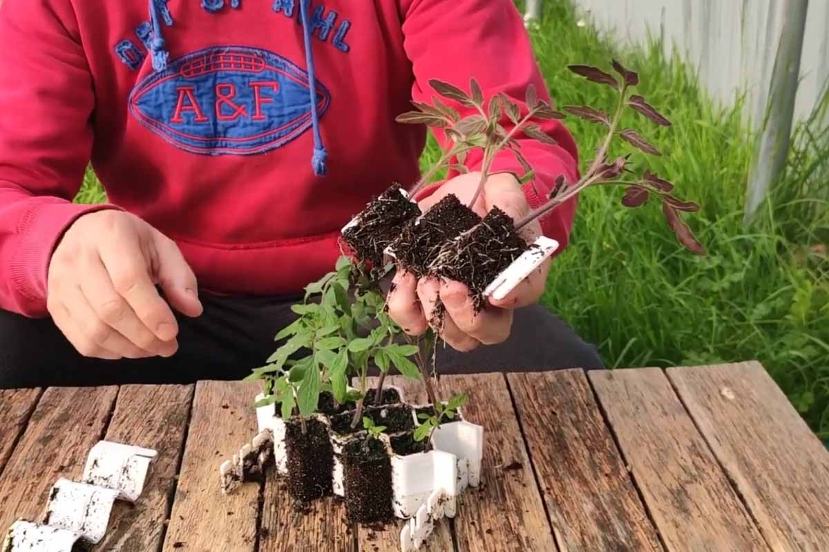 « Faire ses semis est désormais très simple et le démoulage des jeunes plants aussi ! Légumes, fleurs, fruits… proche de 100 % de réussite. »