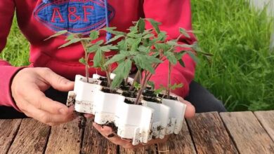 Une invention pour repiquer des plants de tomates facilement.