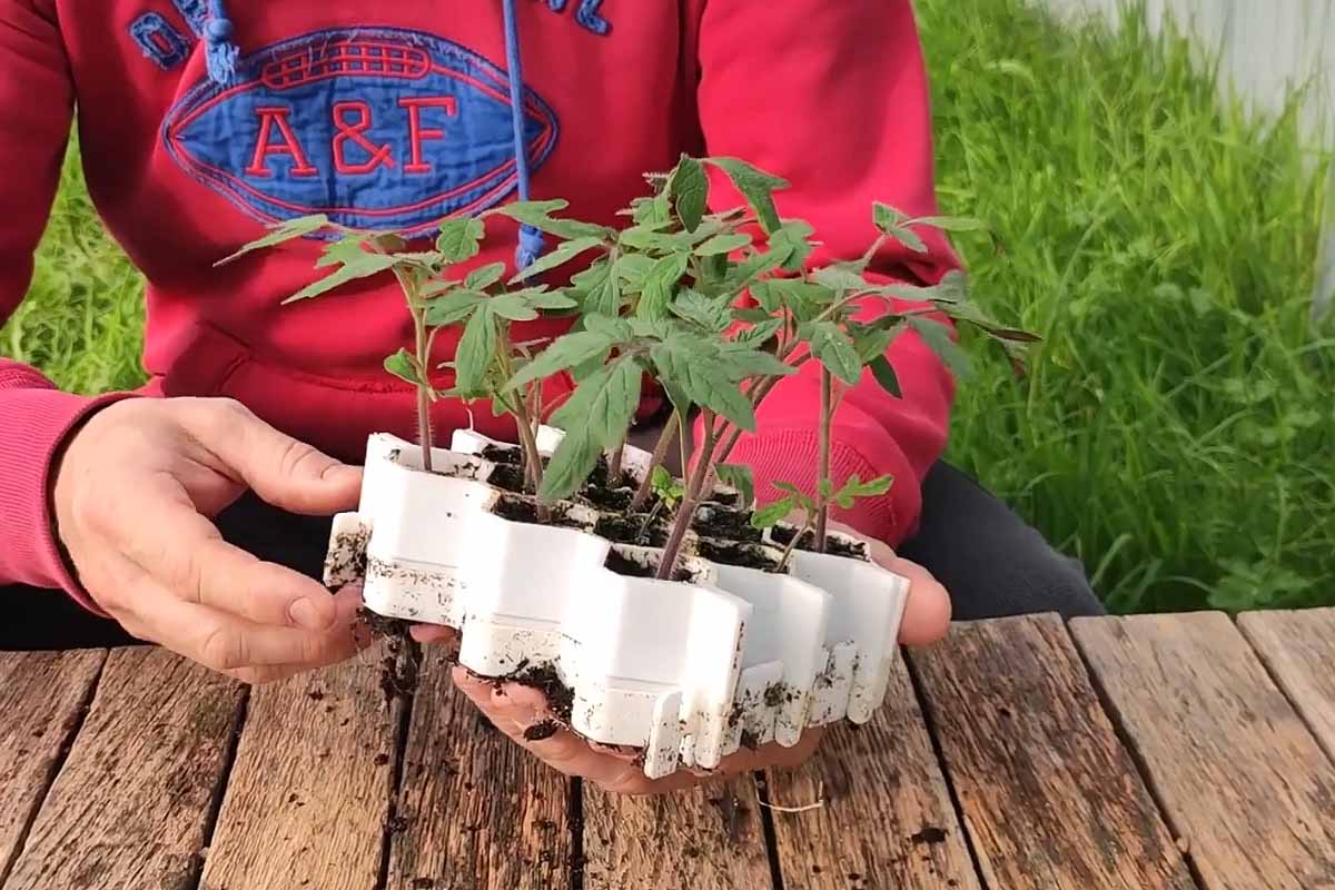 Un Pot En Plastique Est Utilisé Pour Faire Pousser Des Plants De Tomates