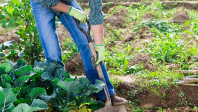 L'invention d'un manche de jardinage universel qui permet de biner sans avoir mal au dos