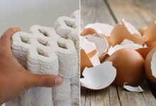 EggBricks est un projet qui cherche à tirer parti de nos déchets pour en faire un matériau de construction.