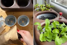 L'invention d'un potager semi-hydroponique en liège pour cultiver en ville, en un minimum d’espace.