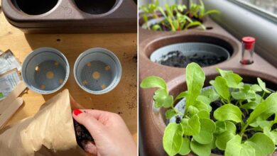 L'invention d'un potager semi-hydroponique en liège pour cultiver en ville, en un minimum d’espace.