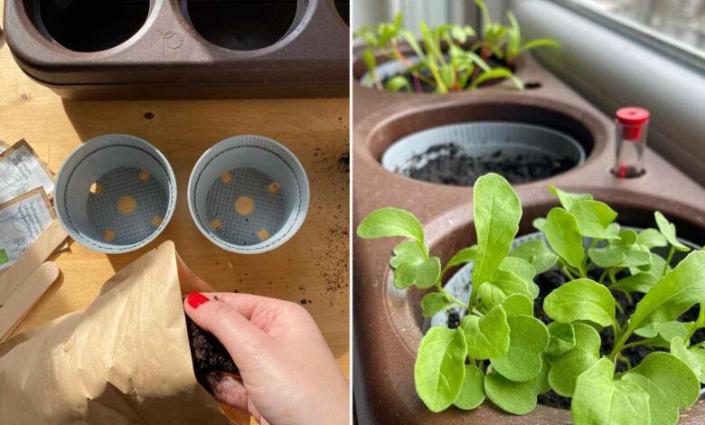 L'invention d'un potager semi-hydroponique en liège pour cultiver en ville, en un minimum d’espace.