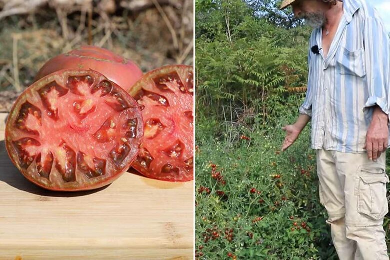 Tomate Noire De Crimée