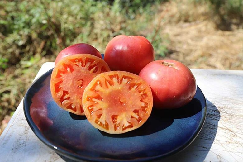 Des tomate géante D'Orenbourg