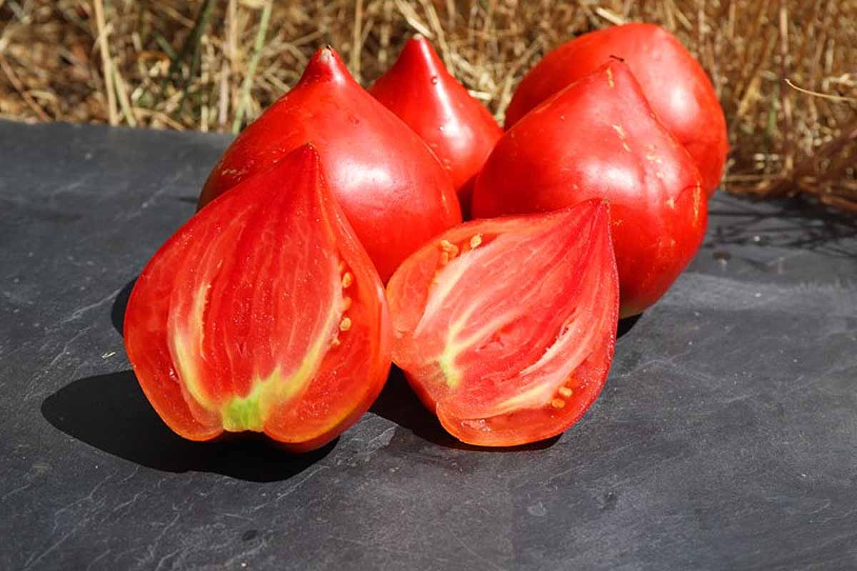 Peut-on utiliser les semences de tomates du supermarché